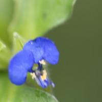 Commelina